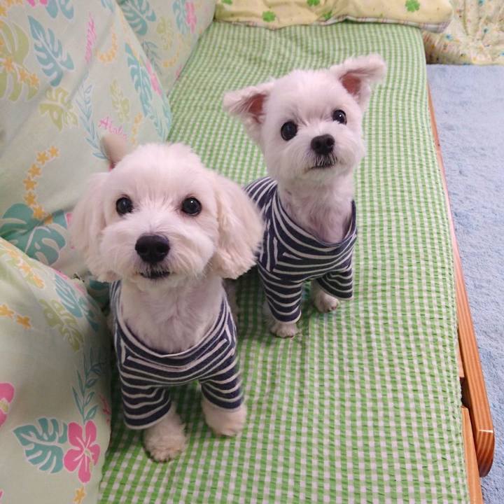 C3804914 b056 4bd7 affa d4de6936bd34 1517516899366