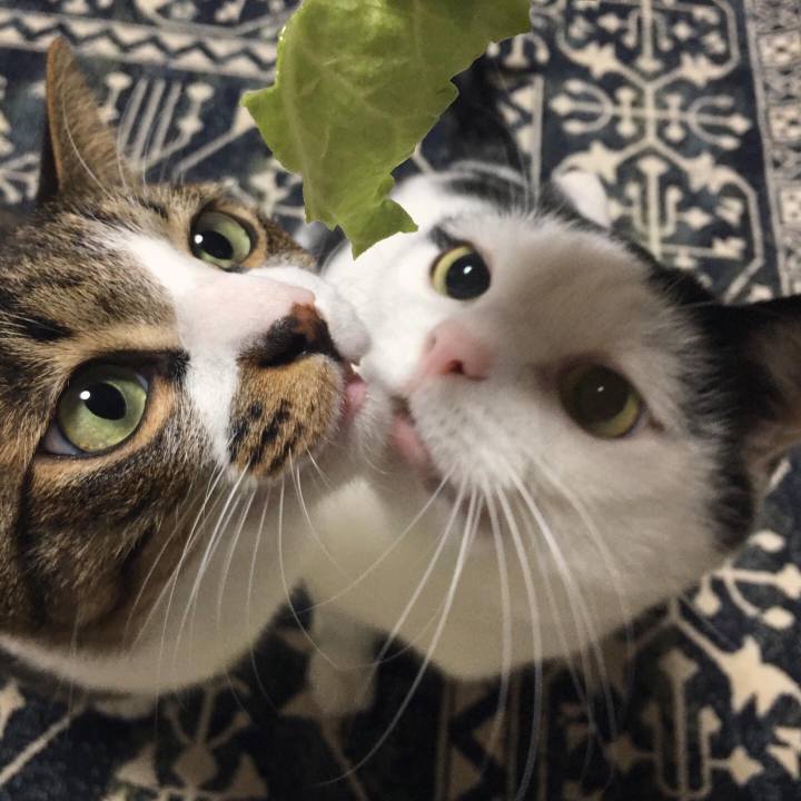 C38065f0 5053 4a82 ac9f c496f92a7148 1582547124305