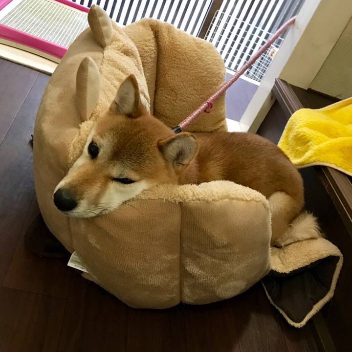 C380be86 f2f9 45a9 ba74 bbea63332edb 1559449602885