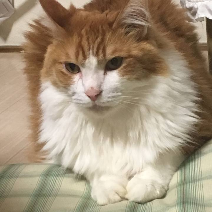 C380f81b 3a2c 43d8 a68d e9b732ccc156 1534933784953