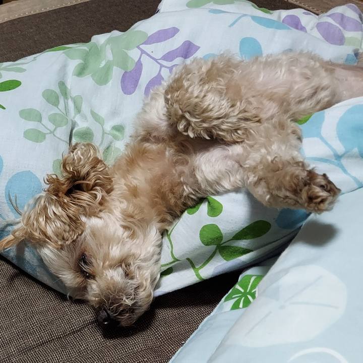 C382366c c431 4195 bdd3 31599a0e4c6b 1654512229539