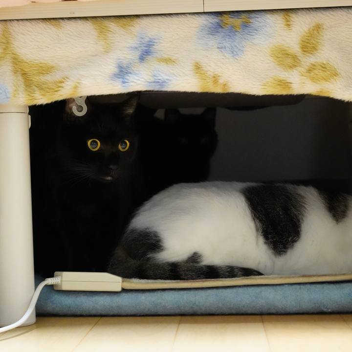 C38401c3 f0f4 4983 bcf2 1f31a376cca1 1574822644240