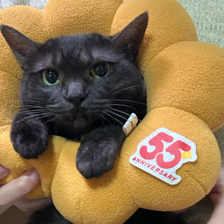 C3878eff ef55 4625 938a ee27f5f83a29 1767832543601