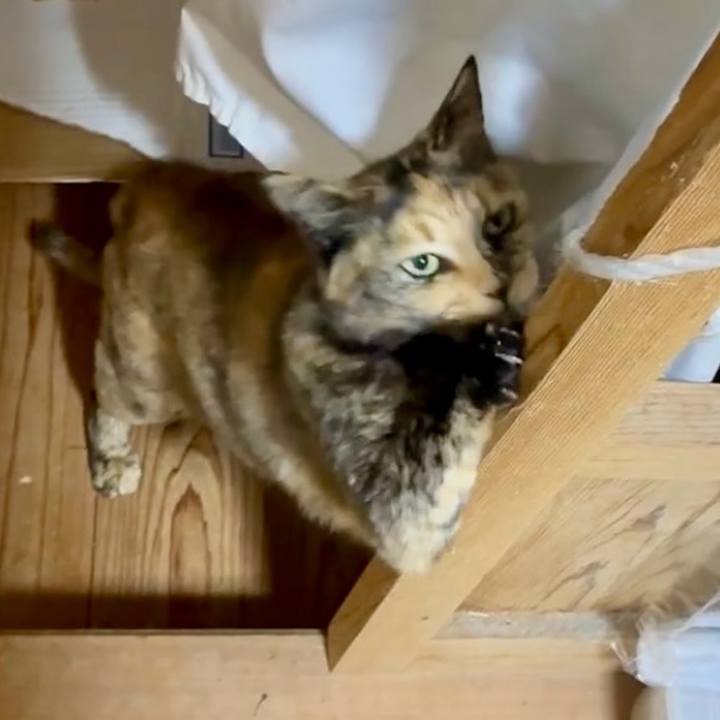 C388cf8c f440 47a3 87e9 4879da4f8a9c 1746451050175