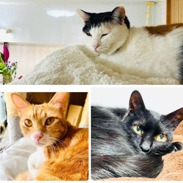 C3899dc4 5826 4399 8dd0 bb9557d7474d 1678587678110