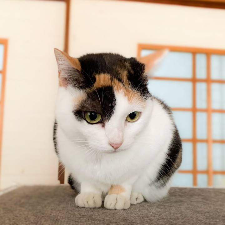 C38af886 0b07 43d6 89ea 3ac99f552366 1578537176653