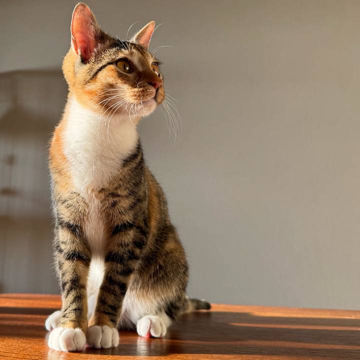 C38e1ce0 374c 4d37 a349 f17f13266d03 1774181960305