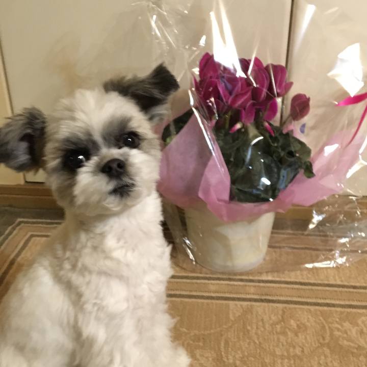 C3922b95 5517 420a ba51 b7316dd6cc46 1515232424313