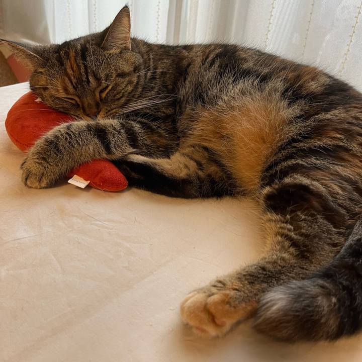 C39430cb af06 4aac a103 7d974060d23a 1665311105124