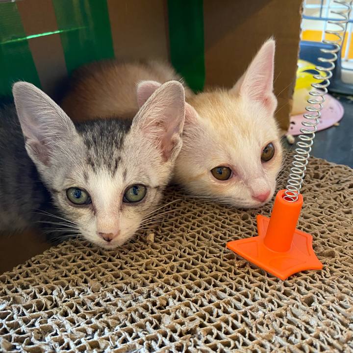 C39645c3 9944 4aac a257 3a6d17e58c52 1718699097209