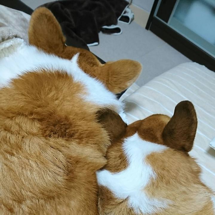 C3974e7f f20d 404d a313 82dc4983d0d3 1543576249213