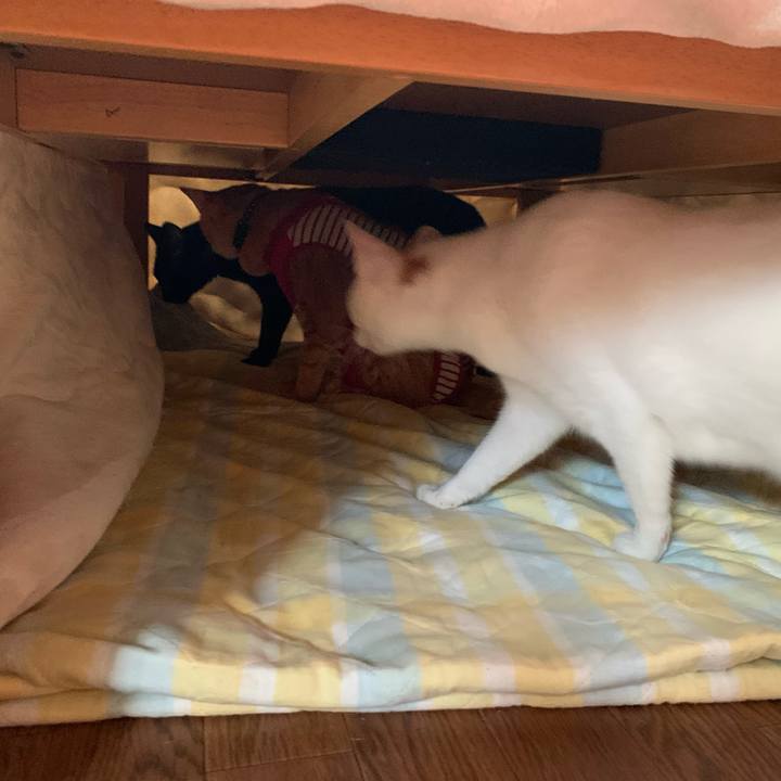 C39882a0 58f9 41f2 b0e8 1e377ca40567 1602917843448