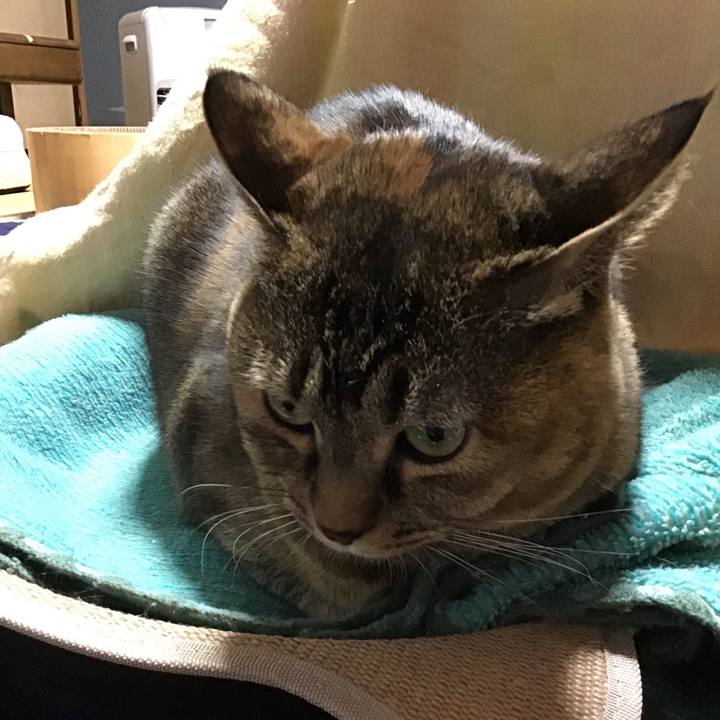 C39acf70 1a11 426f ba05 22d70844d1b6 1738830154024