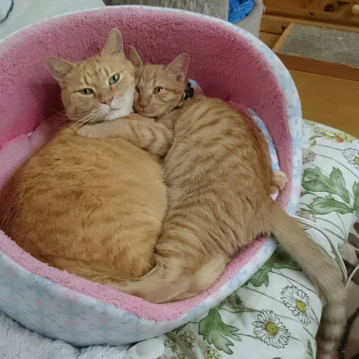 C39adb3c 48de 4775 b72b 72e255091516 1543282461772