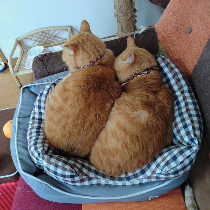 C39c77b6 aaf7 44f0 942f b4169f065dc3 1634627079822