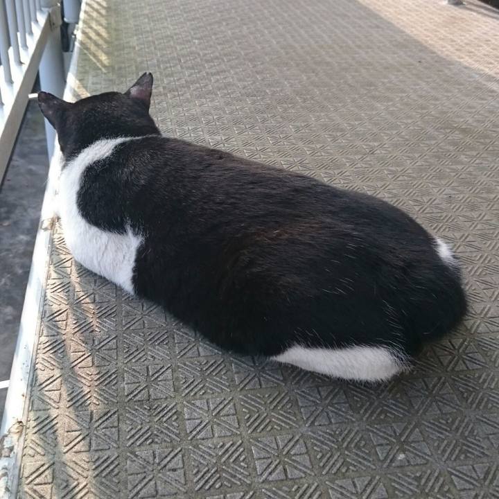 C39ea20c 16de 4887 83cf 7df01c17ea06 1508909515800