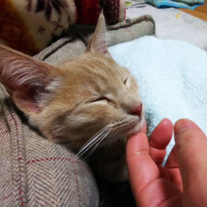 C39f1ddb 0520 479a b97c a515752ae310 1543835383021