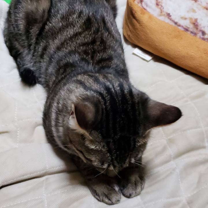 C3a1c481 ac67 4499 a15f 38dc1aaceff0 1542802960278