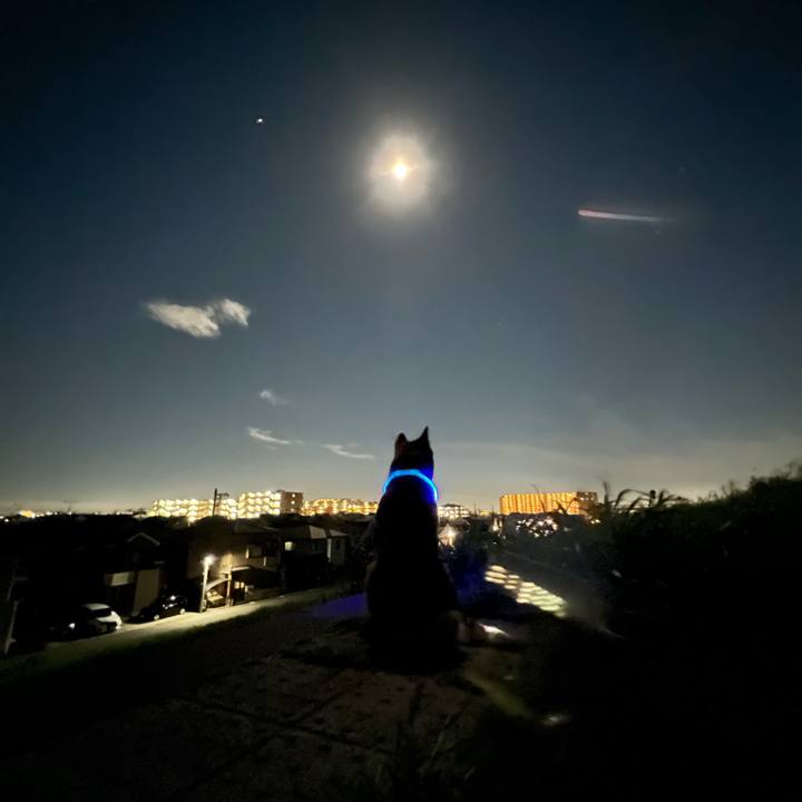 C3a25c70 b8bb 4df4 9bb6 30f356ed8bfb 1662818576855