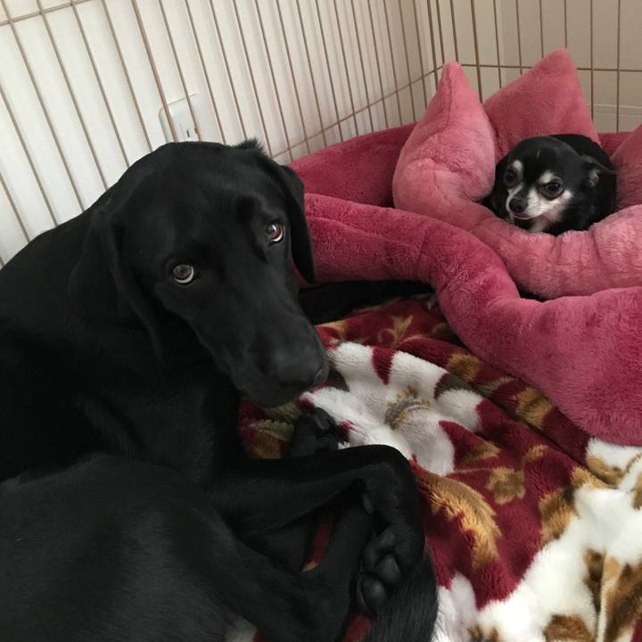 C3a27295 42ff 4632 ae13 eb7afc5279e9 1514708479070