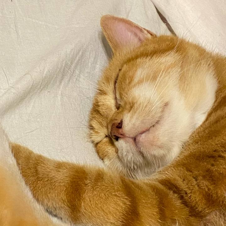 C3a388fd 0397 4262 b478 22cd9e7de8da 1626778136074