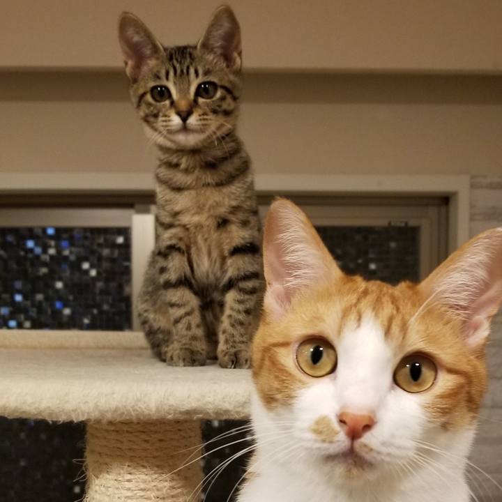 C3a3dbaa 0b18 482e a88d 0e928dd4b3dd 1538136358091