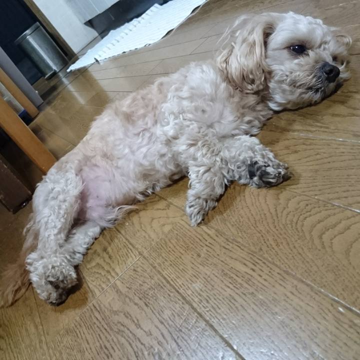 C3a4574f cb69 4c90 8d70 bc93a1c68f0b 1558618874102