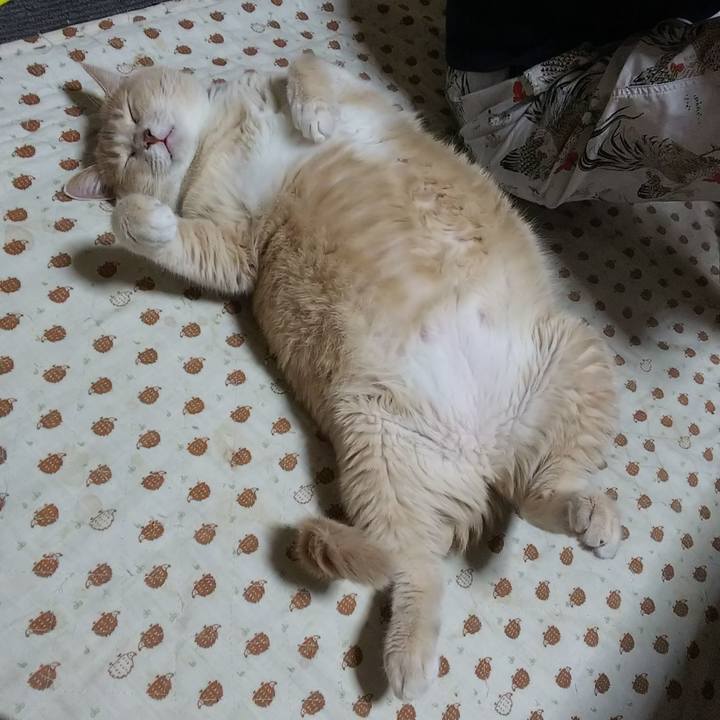 C3a5dd91 4b0a 429f b363 d3d8ec2e6a53 1534339175921