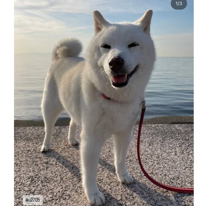 C3a9796f 335e 4f57 bb1e e0124636992a 1714255498770