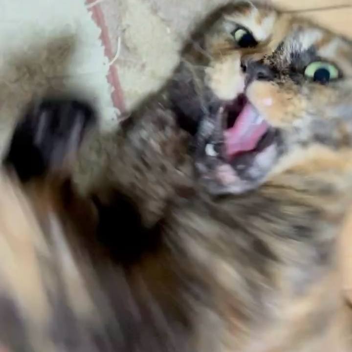 C3a9a2a1 9fd7 4bdd 966b 9aca39608086 1746523963330