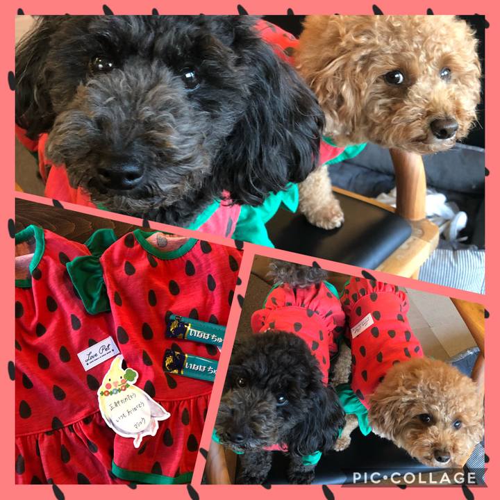 C3aab7a8 adf7 441d a527 88d16c01410c 1596447658858