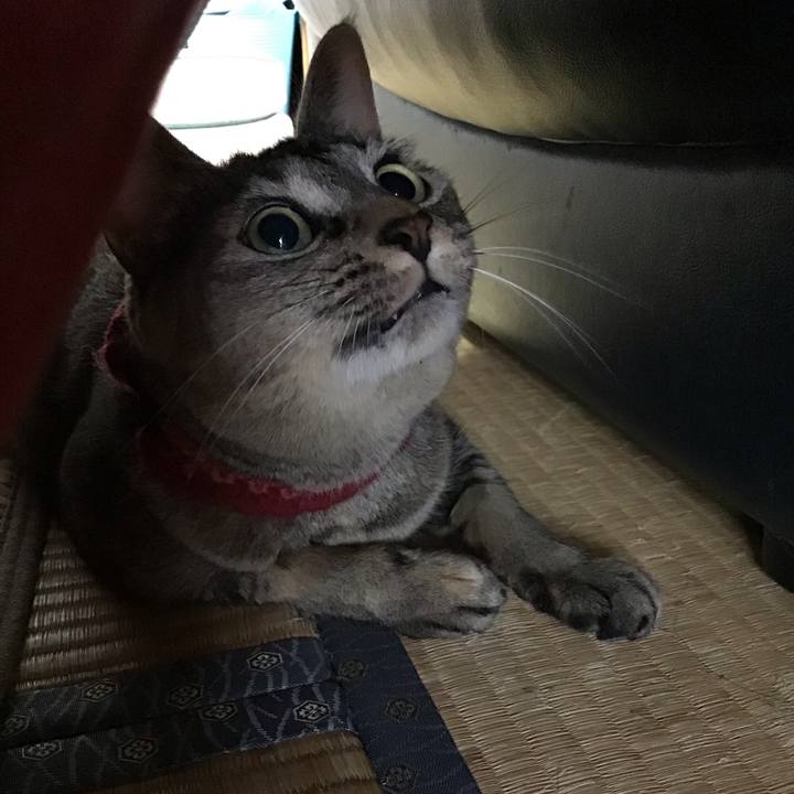 C3ab0cee f1bd 4696 829d ded6fce4b01b 1603332228061