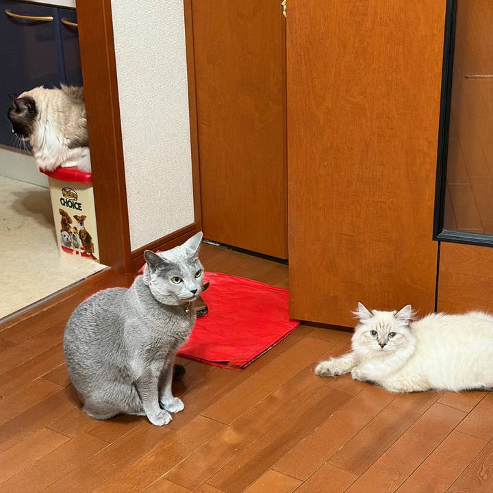 C3ac8a69 406c 4a2d a445 d1af8da52b09 1772710653849