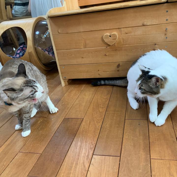 C3ad3742 a9a1 4307 96c8 afe3ff6a4b20 1659179384237