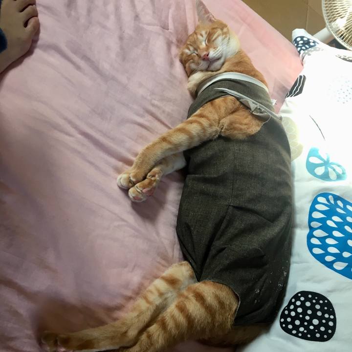 C3ad8523 656c 46fc b6f9 779facda3cce 1535530365054