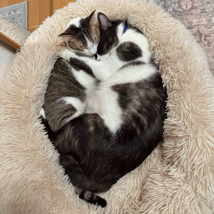 C3b03fac 494a 4cc9 a547 fb7370995167 1770107921933