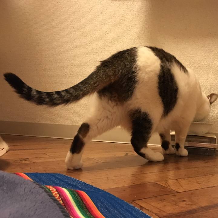 C3b388a2 1e63 4f98 8e91 0d4d5dfeb069 1521820153281