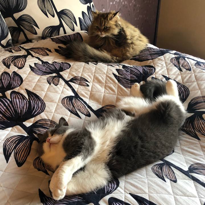 C3b84433 9a6f 404a 81a6 d8b6d4097bb4 1587722403889