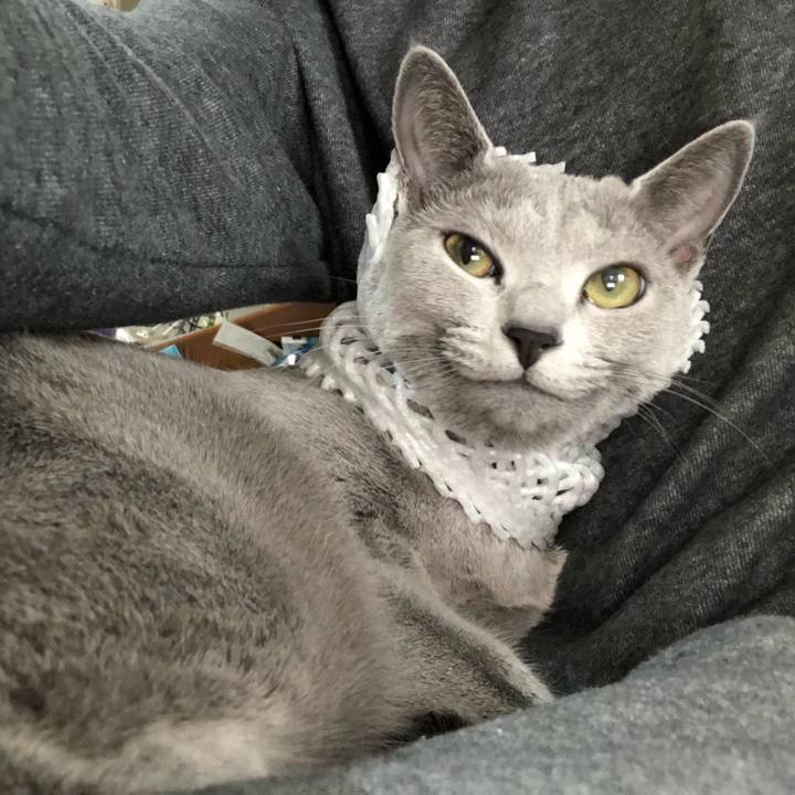 C3b8a77b e235 45d3 a55d c807ff43fb32 1543069135731