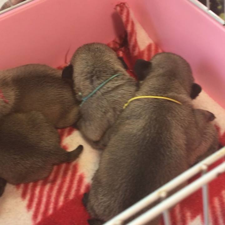 C3b8aeb5 97ae 4ad9 b986 e714617408f3 1531113284866