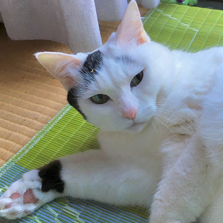 C3bc867b 03bb 4d4c 8e9c d9115bc7a541 1618621183604