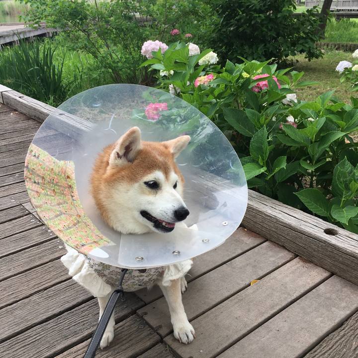 C3bd9155 a5dd 46d6 a681 83a715ab7935 1527724437068