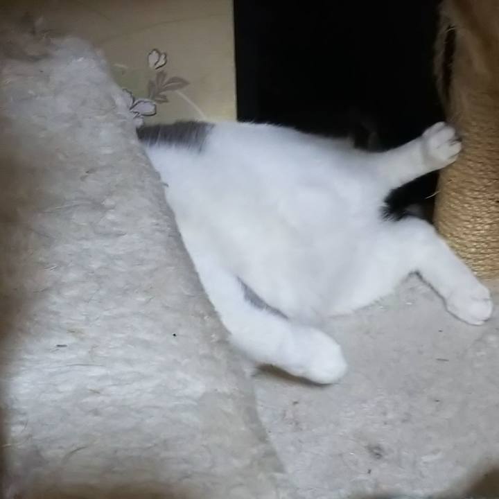 C3c0f538 3341 4079 98ec 0bdf912c5a0f 1557923985570