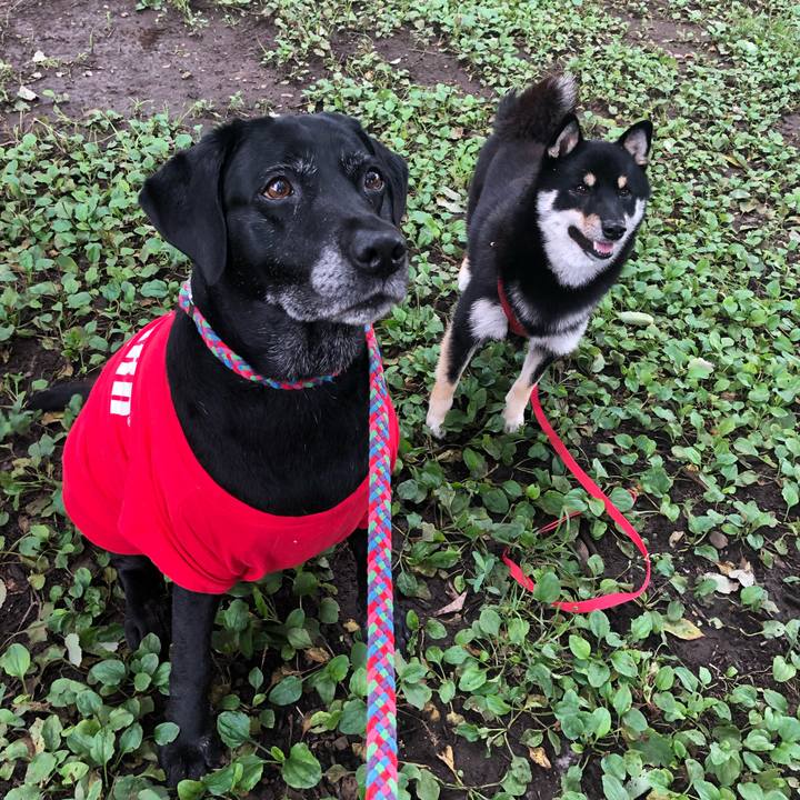 C3c20a34 f962 4726 8c84 d596486e9f4e 1562594597622