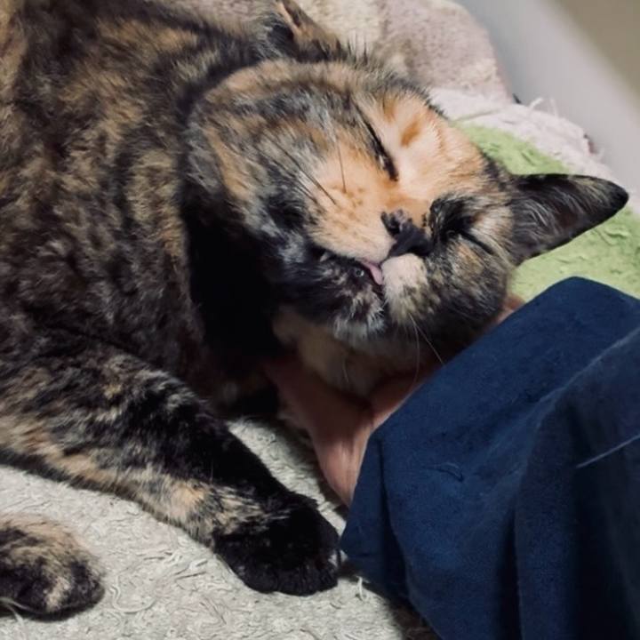 C3c232c8 95af 43a4 bd85 a11455ed51a2 1745315358086