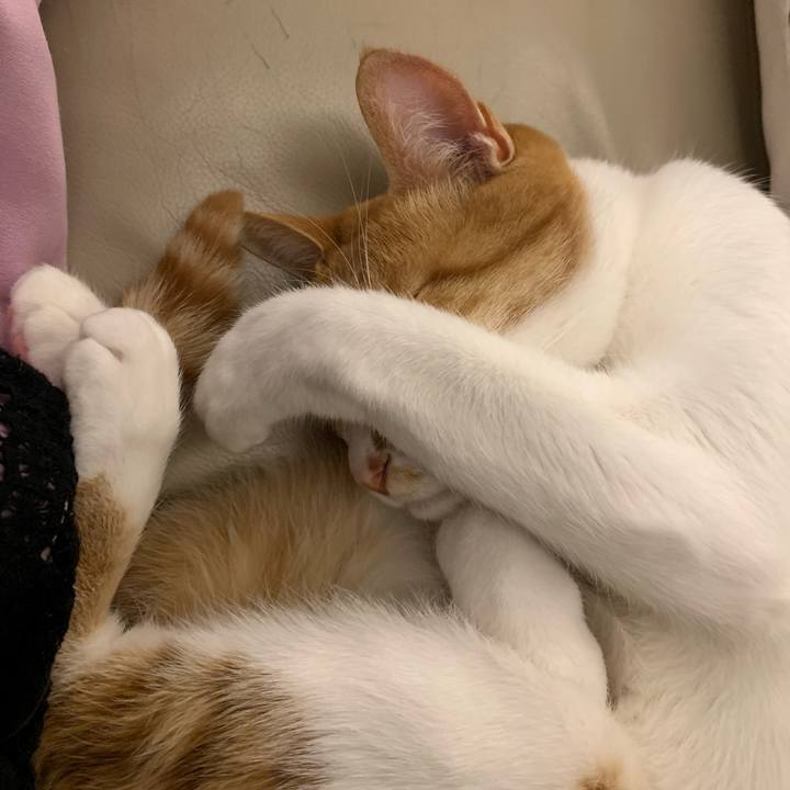 C3c24fba d8ac 4ff8 9684 9d50485f7db5 1571395807447