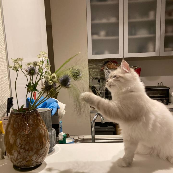 C3c2a85d 1fcc 4c6b 81e7 4bc5ec6f35c0 1670681940458