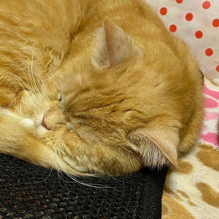 C3c31577 3255 4d88 8265 b2decb960f3a 1619971347000