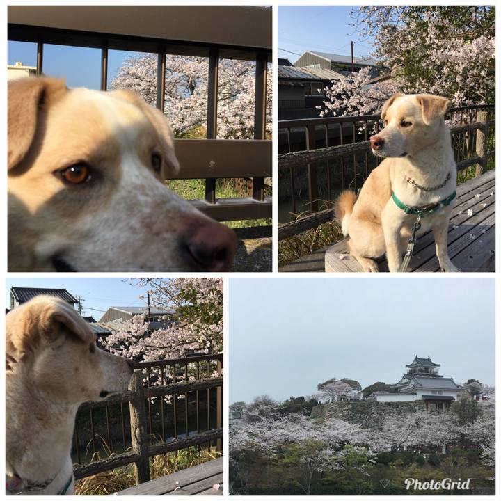 C3c4dc95 8117 44c0 a0a0 f89520996c6b 1522207753971