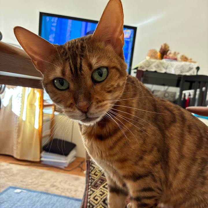 C3c7fbcf c81b 4d5e bb5b 519a2ddad431 1766882995167